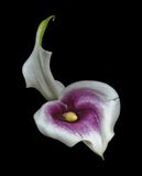 2024-02-09-01.57.48 ZS PMax_openWith.jpg
