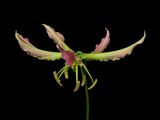 2024-02-29-03.59.20 ZS PMax_openWith.jpg
