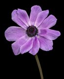 2024-03-28-03.12.22 ZS PMax_openWith.jpg