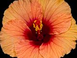 2024-05-14-09.48.15 ZS PMax_openWith.jpg