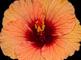 2024-05-14-09.51.49 ZS PMax_30_openWith.jpg