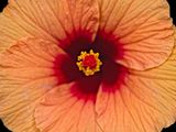 2024-05-14-10.23.57 ZS PMax_30_openWith.jpg
