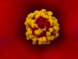 2024-05-15-12.12.11 ZS PMax_openWith.jpg