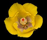 2024-05-16-04.09.22 ZS PMax_openWith.jpg