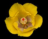 2024-05-16-04.12.40 ZS PMax_50_openWith.jpg