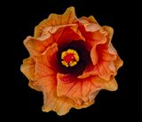 2024-05-22-05.33.06 ZS PMax_openWith.jpg