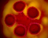 2024-05-27-05.45.27 ZS PMax_openWith.jpg