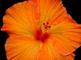 2024-05-30-01.25.22 ZS PMax_60_openWith.jpg