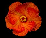 2024-06-01-07.26.15 ZS PMax_openWith.jpg