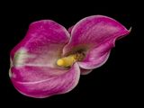 2024-11-27-11.09.30 ZS PMax_openWith.jpg