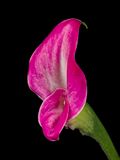 2024-11-26-11.43.24 ZS PMax_openWith.jpg