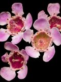 2025-02-25-02.31.42 ZS PMax_openWith.jpg