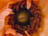 2025-04-02-10.38.36 ZS PMax_openWith.jpg