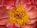 2025-04-11-13.24.55 ZS PMax_openWith.jpg