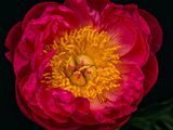 2025-04-24-13.56.28 ZS PMax_openWith.jpg