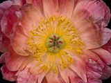 2025-04-27-10.22.20 ZS PMax_openWith.jpg