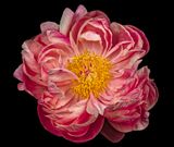 2025-05-05-12.18.31 ZS PMax_openWith.jpg