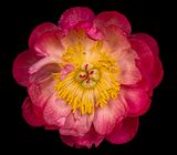 2025-05-05-12.53.28 ZS PMax_openWith.jpg