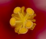 2025-05-16-11.54.17 ZS PMax_openWith.jpg