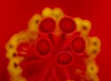 2025-05-17-12.42.20 ZS PMax_openWith.jpg