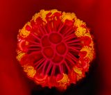 2025-05-18-08.26.30 ZS retouched_openWith.jpg