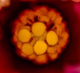 2025-05-21-12.03.54 ZS PMax_openWith.jpg