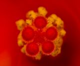 2025-05-29-16.15.26 ZS PMax_openWith.jpg
