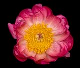 2025-06-04-16.25.51 ZS PMax_openWith.jpg