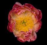 2025-06-05-20.46.38 ZS PMax_openWith.jpg