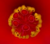 2025-06-07-14.40.29 ZS PMax_70_openWith.jpg