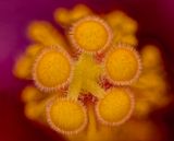 2025-06-09-10.24.41 ZS PMax_openWith.jpg