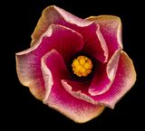 2025-06-11-15.26.41 ZS PMax_openWith.jpg
