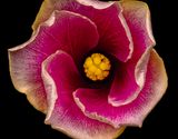 2025-06-11-14.51.19 ZS PMax_openWith.jpg