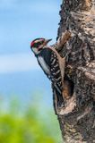 Downy Woodpecker