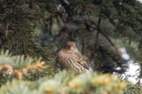 House Finch