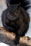 Black Squirrel