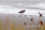 Heron on a mission 