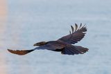 Raven flight