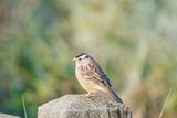 White crowned sparrow