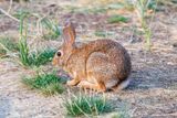 Feral rabbit