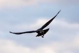 Raven aerobatics