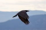 Raven aerobatics