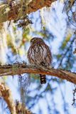 Northern pygmy owl