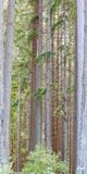 Couldnt see the forest for the trees