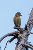 Red crossbill