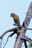 Red crossbill