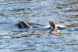 Sea lions fishing for salmon