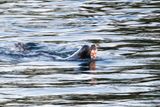 Sea lion with salmon