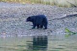 Black bear