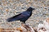 Raven pose